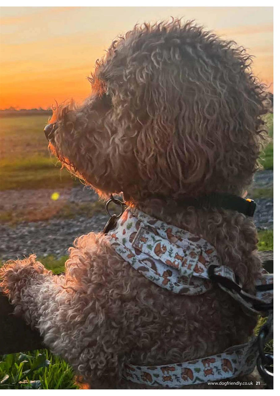 Dog Friendly Preview Pages