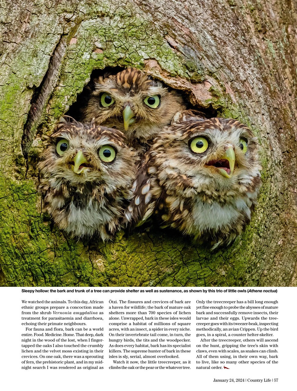 Country Life Preview Pages