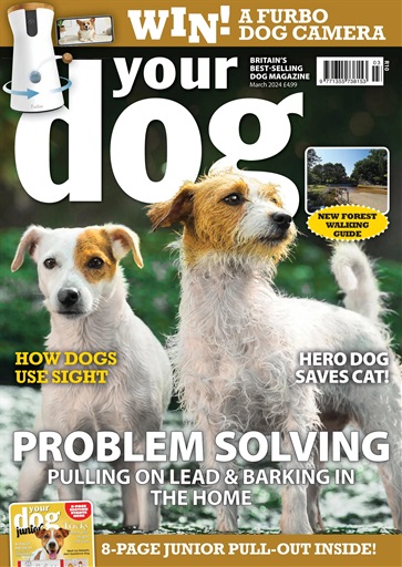 Your Dog issue 