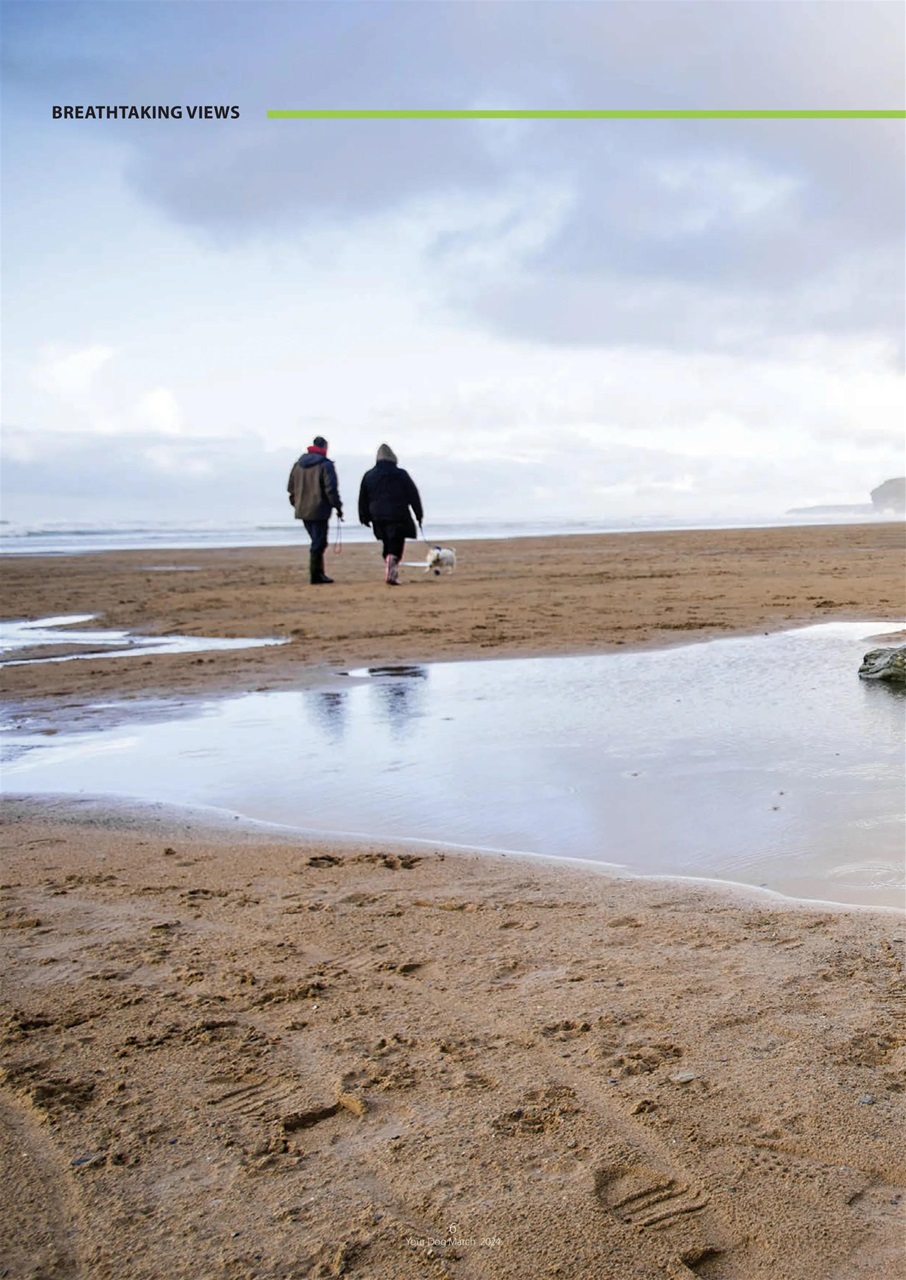 Your Dog Preview Pages