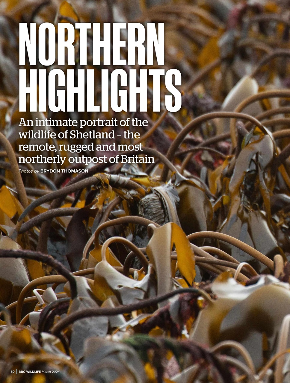 BBC Wildlife Magazine Preview Pages