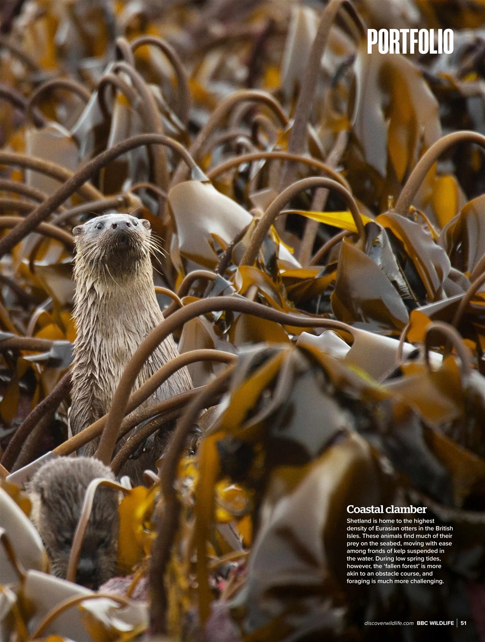 BBC Wildlife Magazine Preview Pages