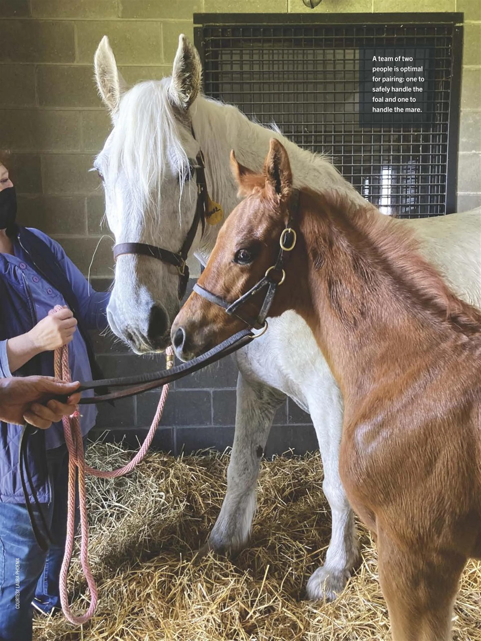 Horse Illustrated Magazine Preview Pages