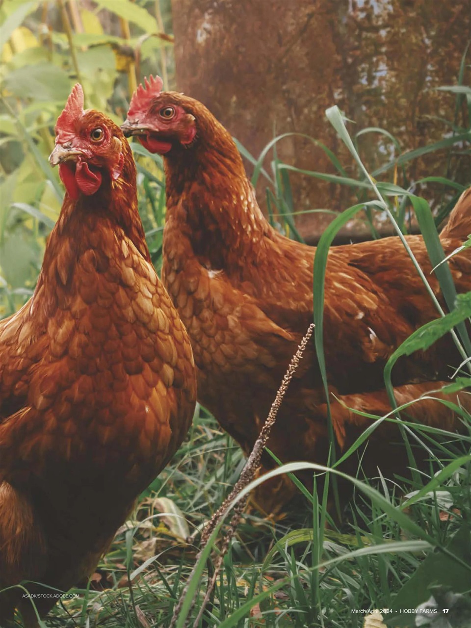 Hobby Farms Magazine Preview Pages