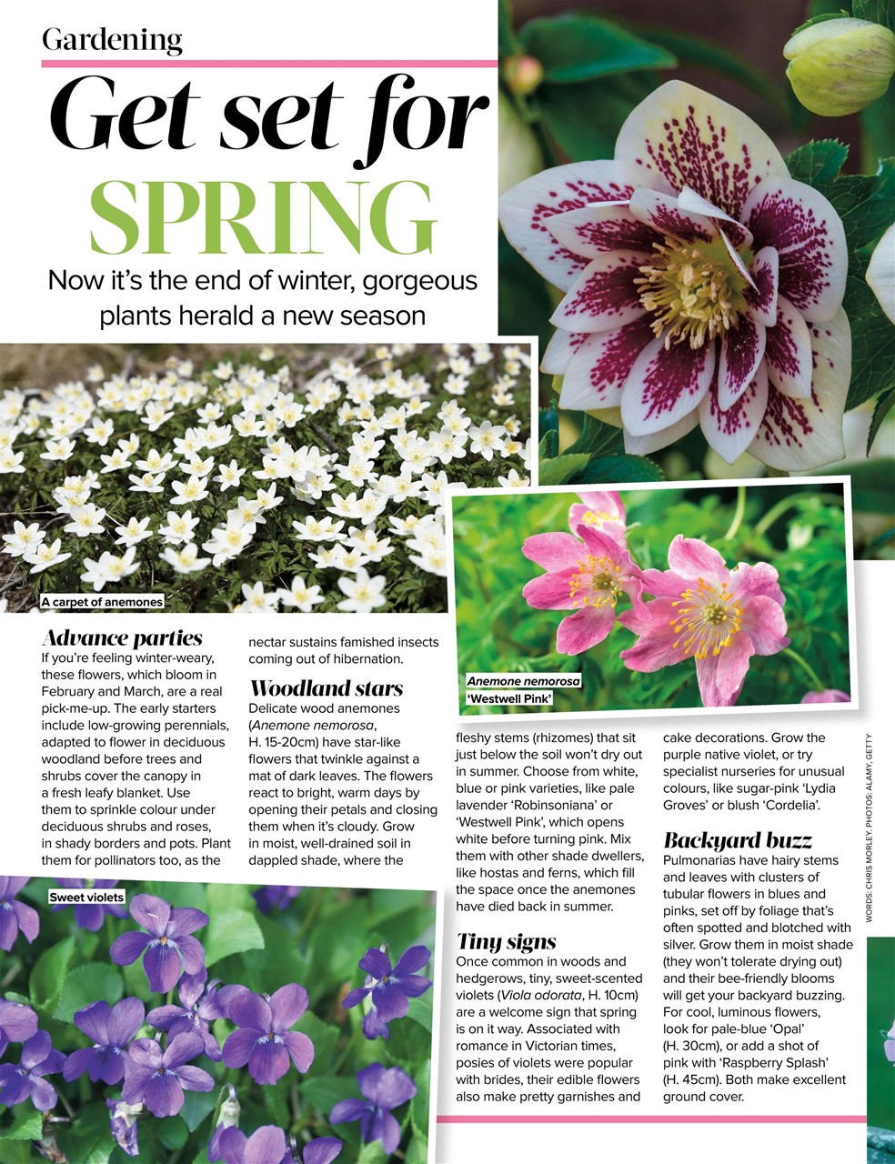 Woman's Weekly Preview Pages