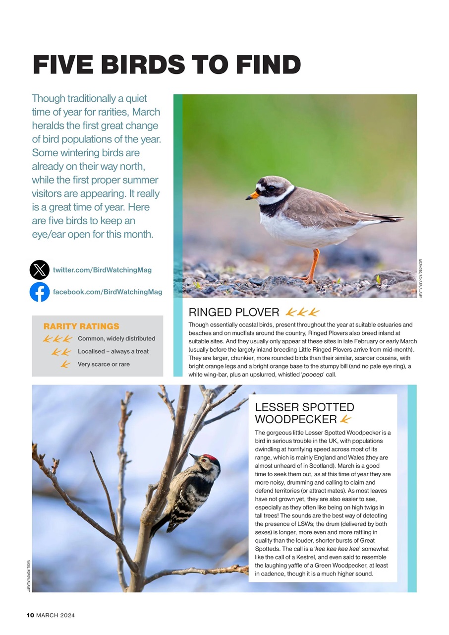 Bird Watching Preview Pages
