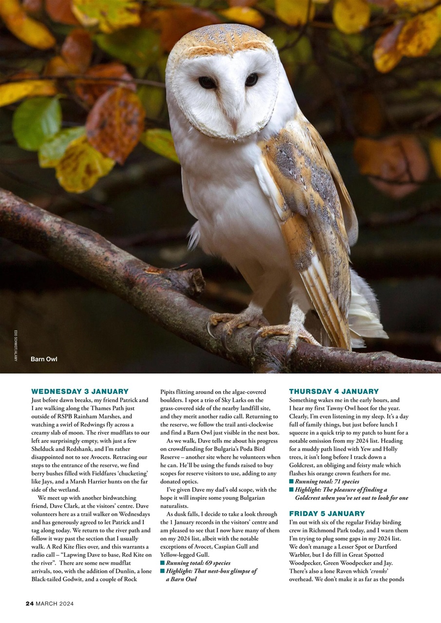 Bird Watching Preview Pages