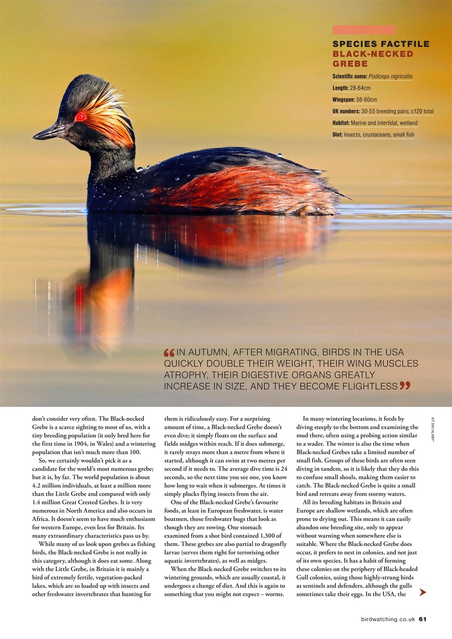 Bird Watching Preview Pages