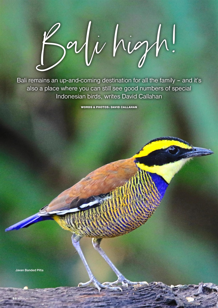 Bird Watching Preview Pages