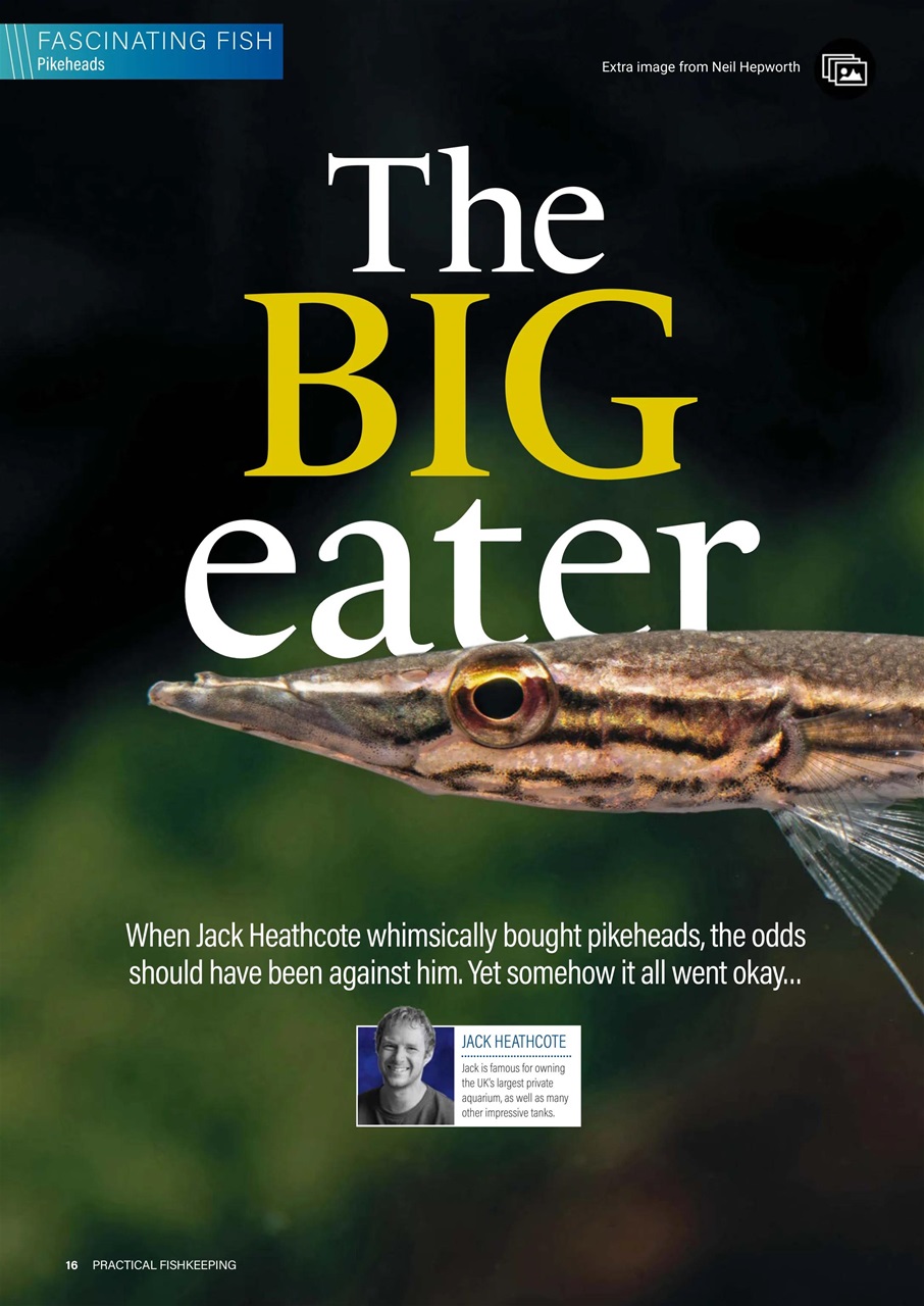 Practical Fishkeeping Preview Pages