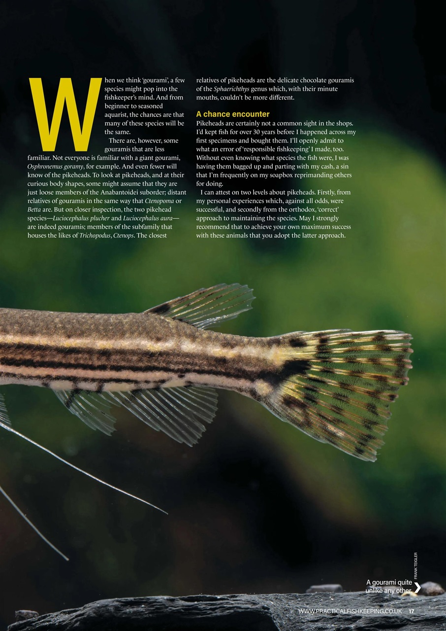 Practical Fishkeeping Preview Pages