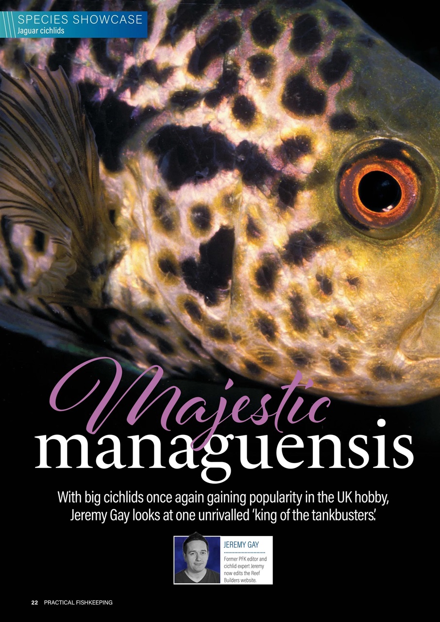 Practical Fishkeeping Preview Pages