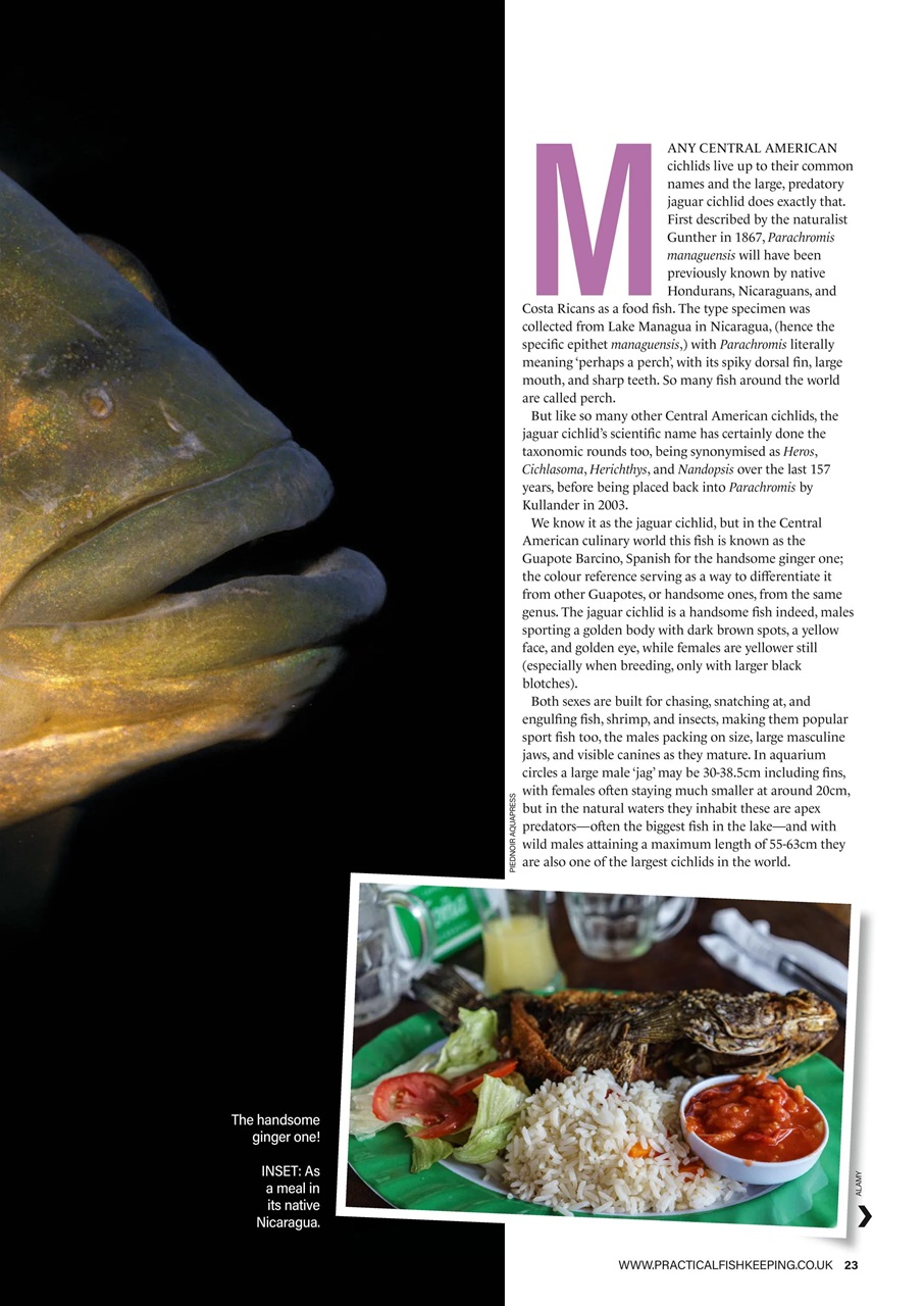 Practical Fishkeeping Preview Pages