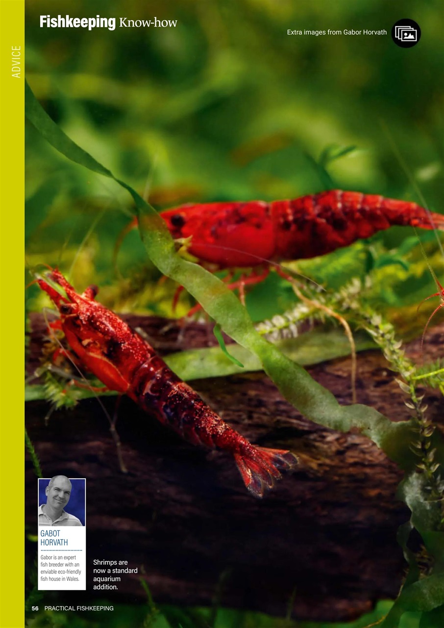 Practical Fishkeeping Preview Pages