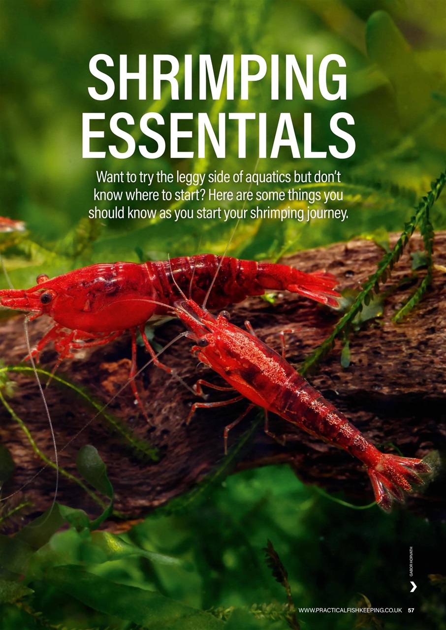 Practical Fishkeeping Preview Pages