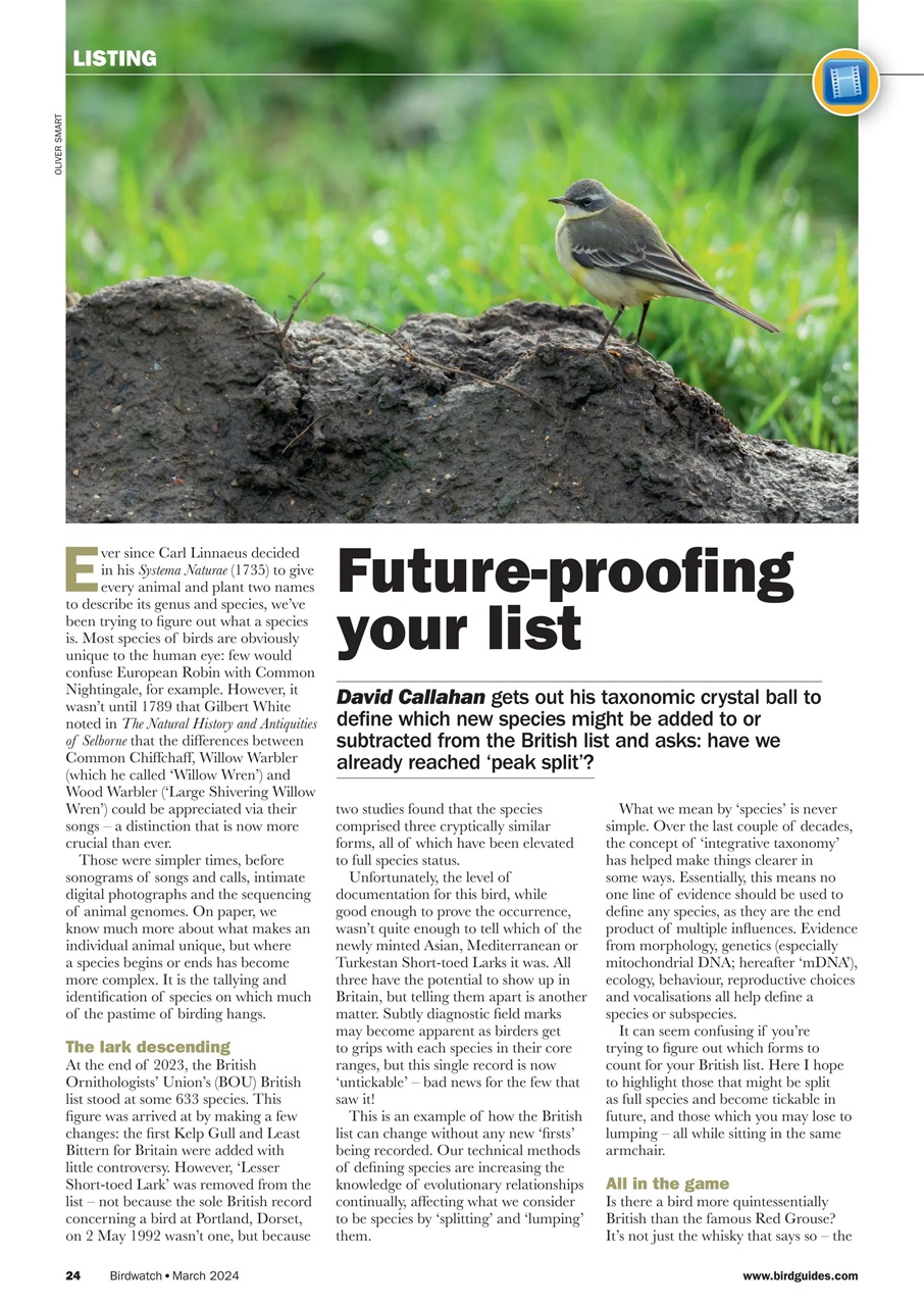 Birdwatch Magazine Preview Pages