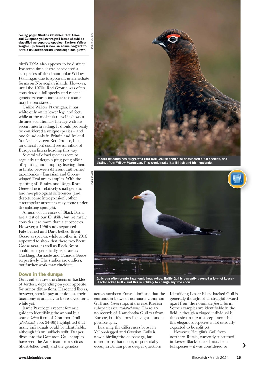 Birdwatch Magazine Preview Pages