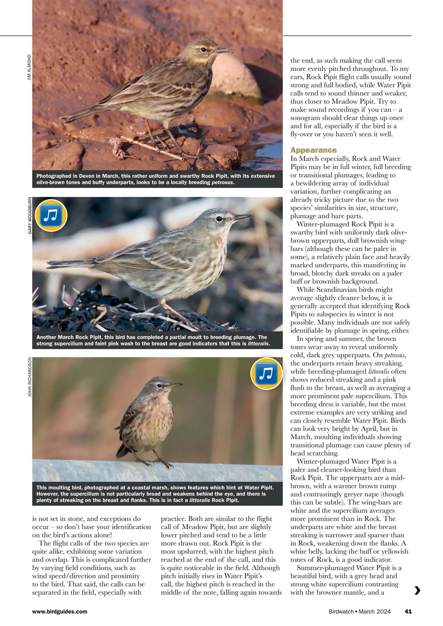 Birdwatch Magazine Preview Pages