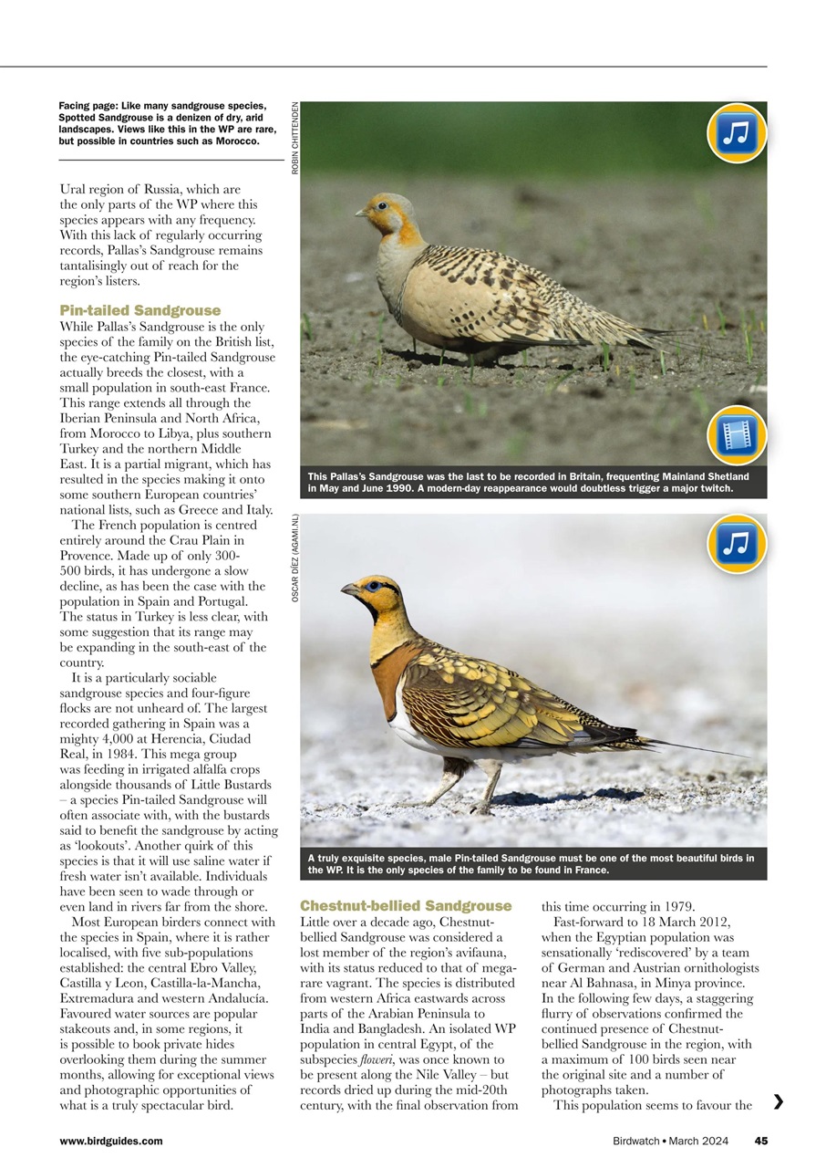 Birdwatch Magazine Preview Pages