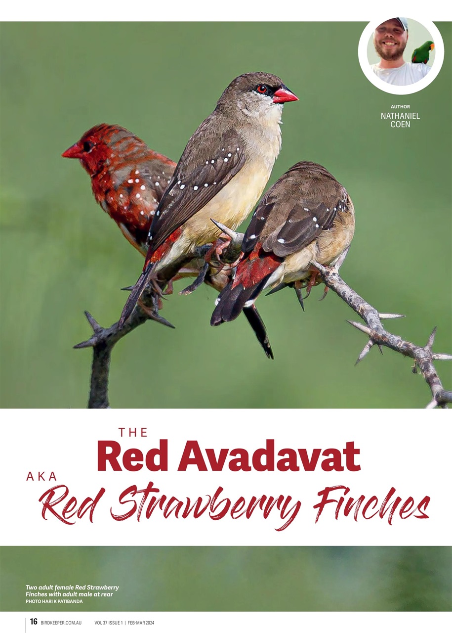 Australian Birdkeeper Magazine Preview Pages