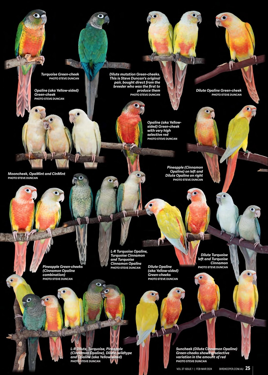 Australian Birdkeeper Magazine Preview Pages