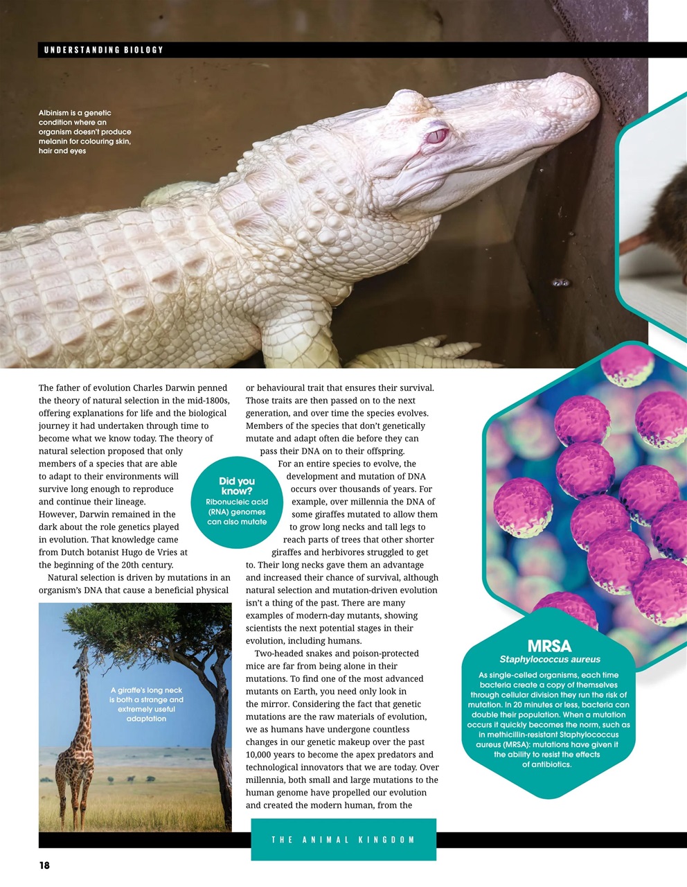 How It Works Bookazine Preview Pages