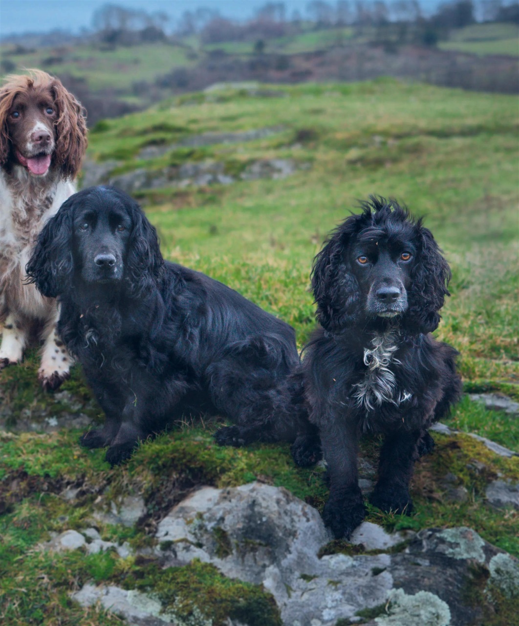 Gundog Journal Preview Pages