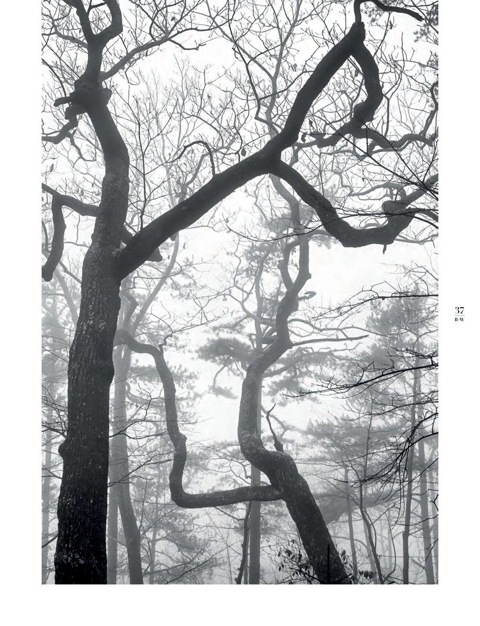 Black+White Photography Preview Pages