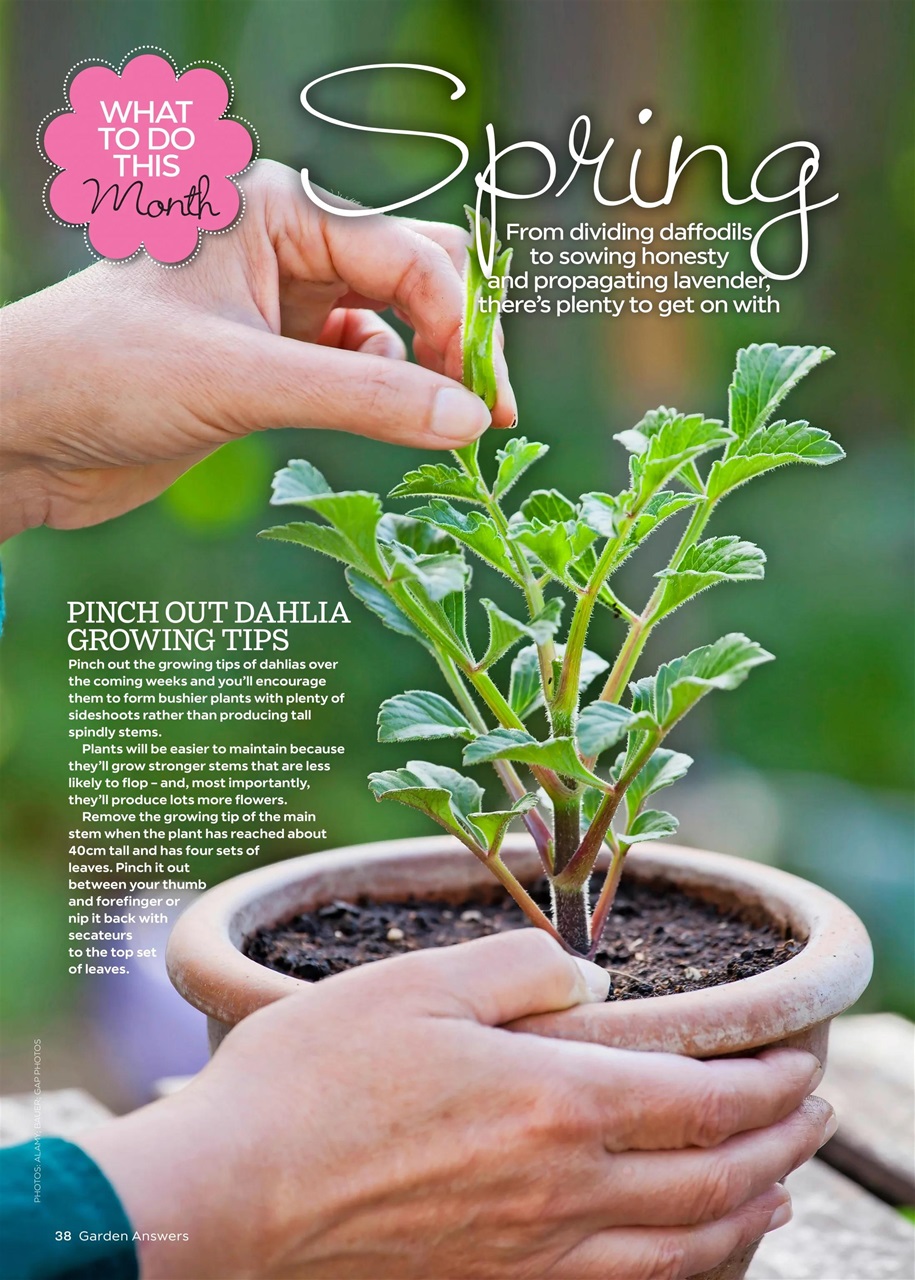 Garden Answers Preview Pages