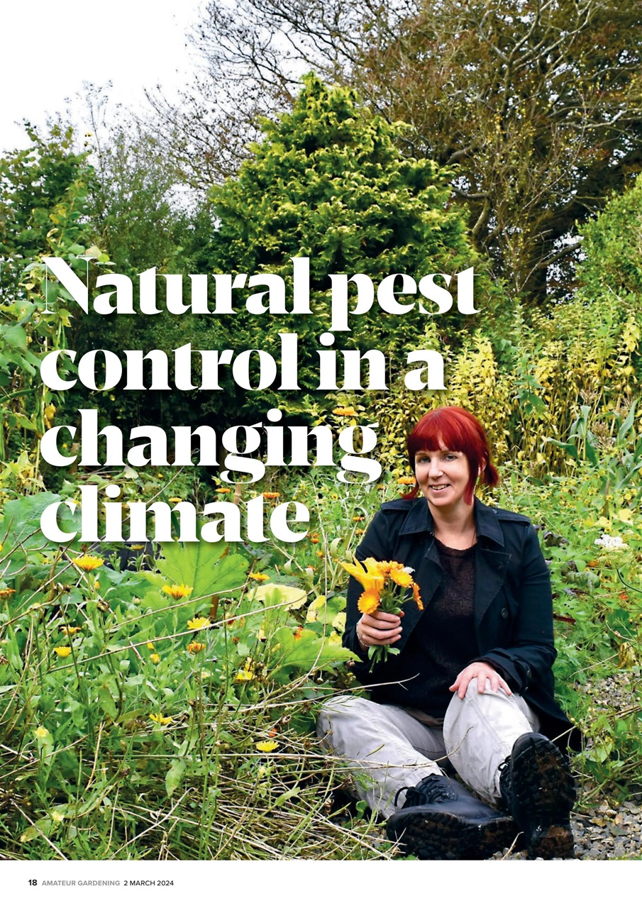 Amateur Gardening Preview Pages