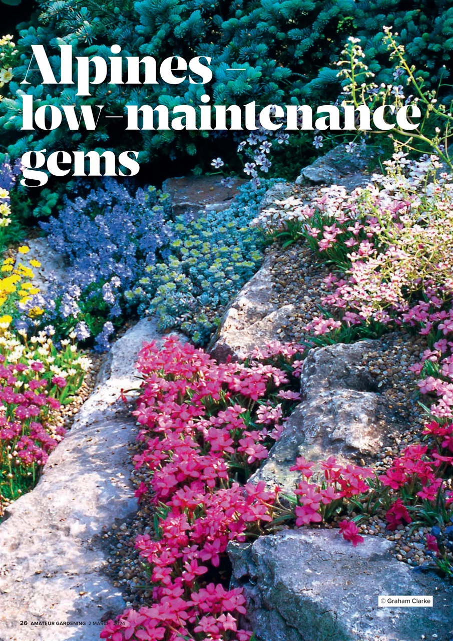 Amateur Gardening Preview Pages