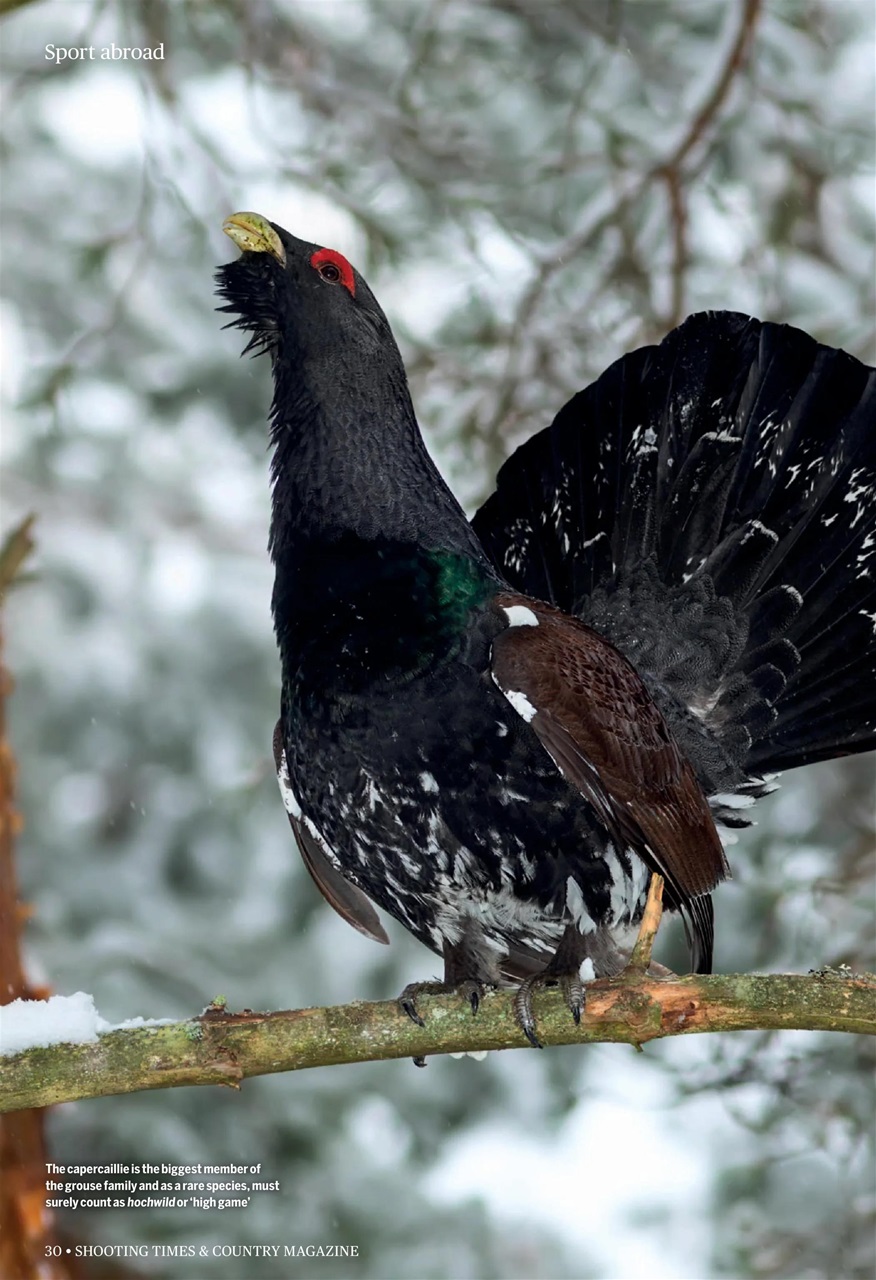 Shooting Times & Country Preview Pages