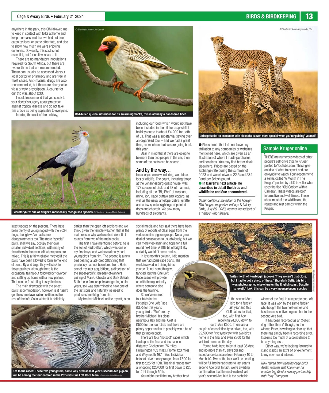 Cage & Aviary Birds Preview Pages