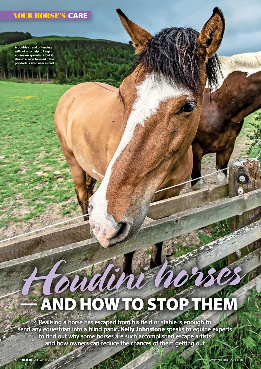 Your Horse Preview Pages