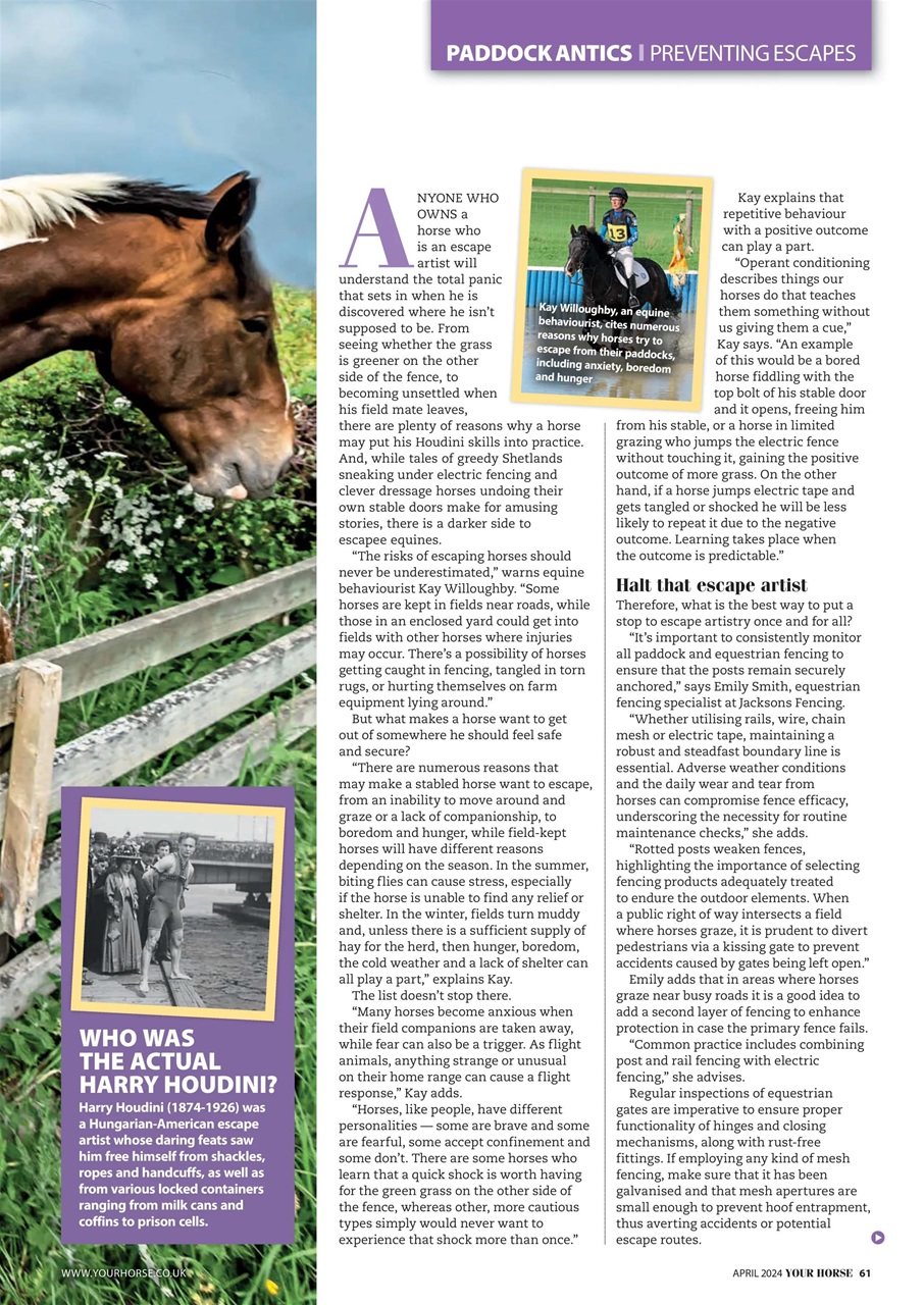 Your Horse Preview Pages