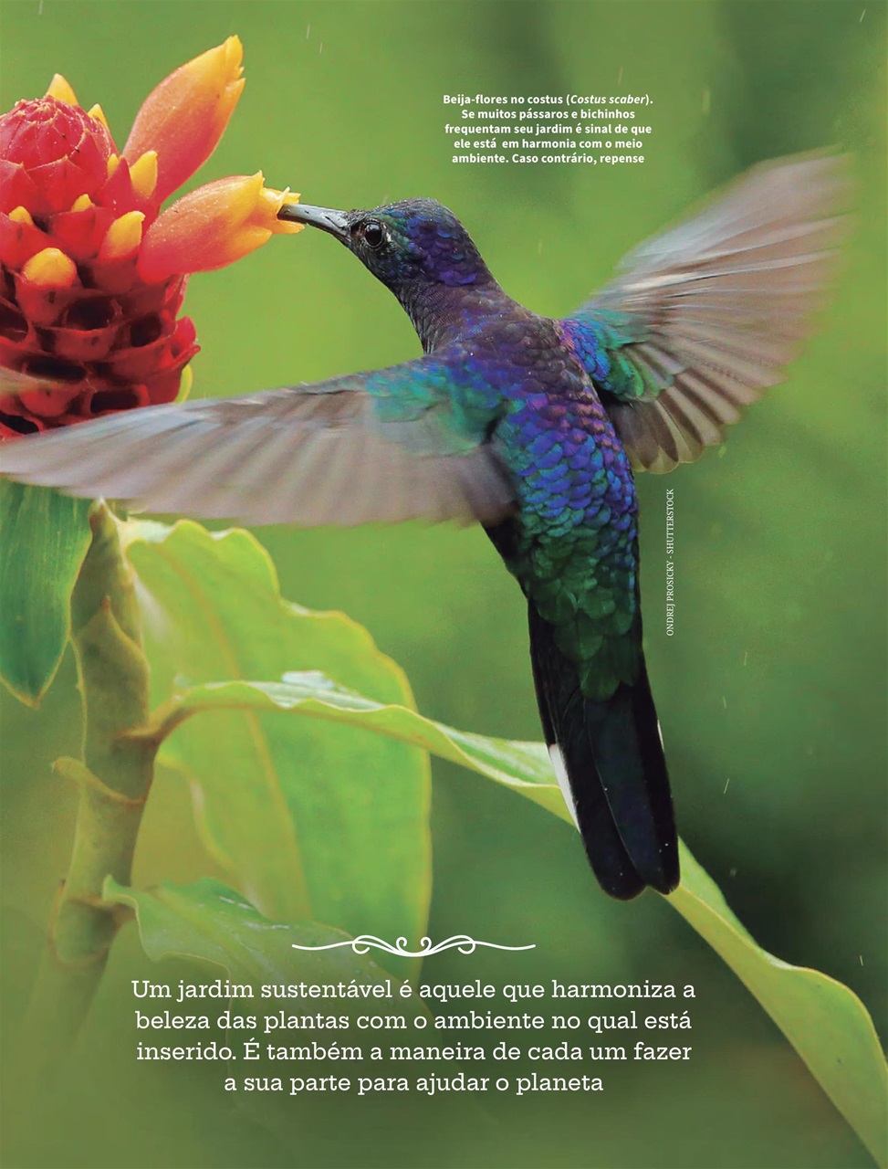 Natureza Preview Pages