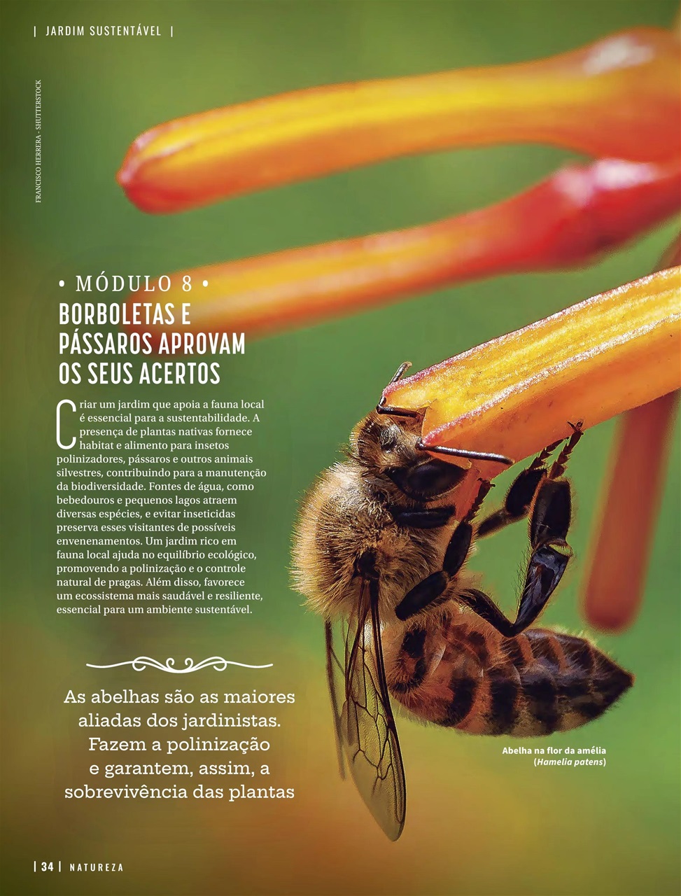 Natureza Preview Pages