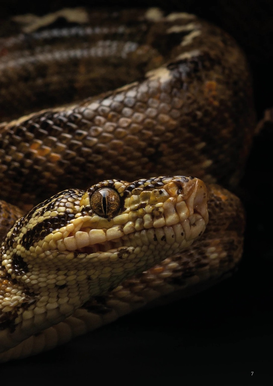 Exotics Keeper Preview Pages