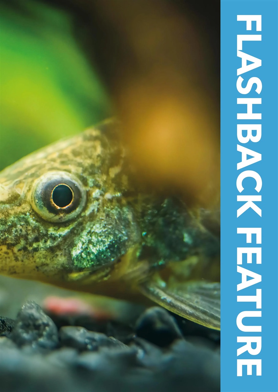 Exotics Keeper Preview Pages