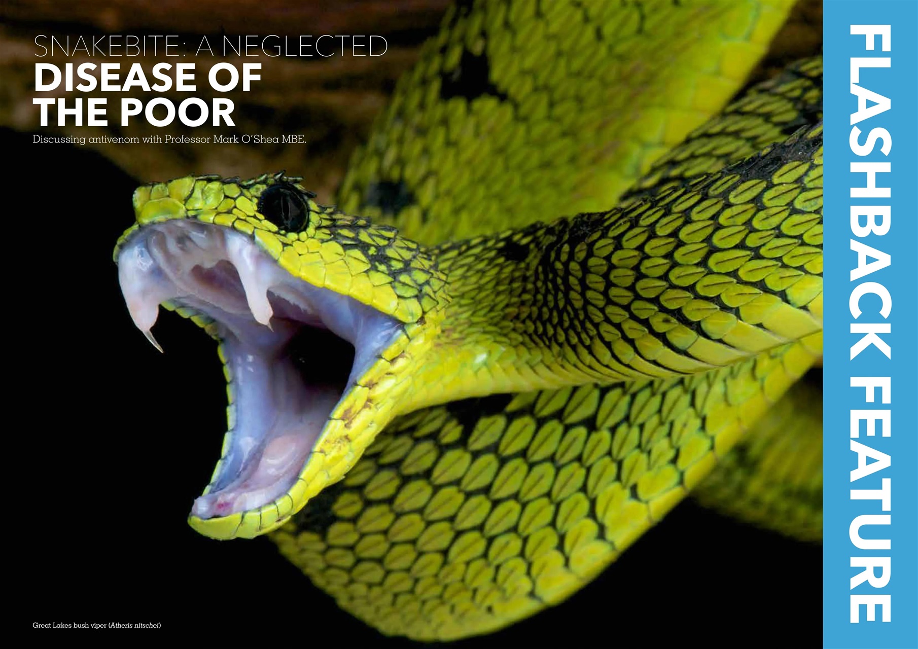 Exotics Keeper Preview Pages