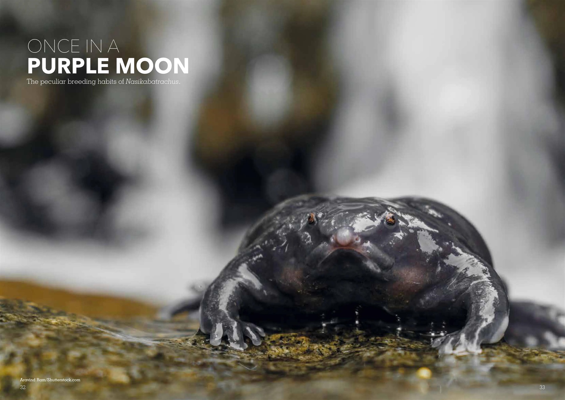 Exotics Keeper Preview Pages