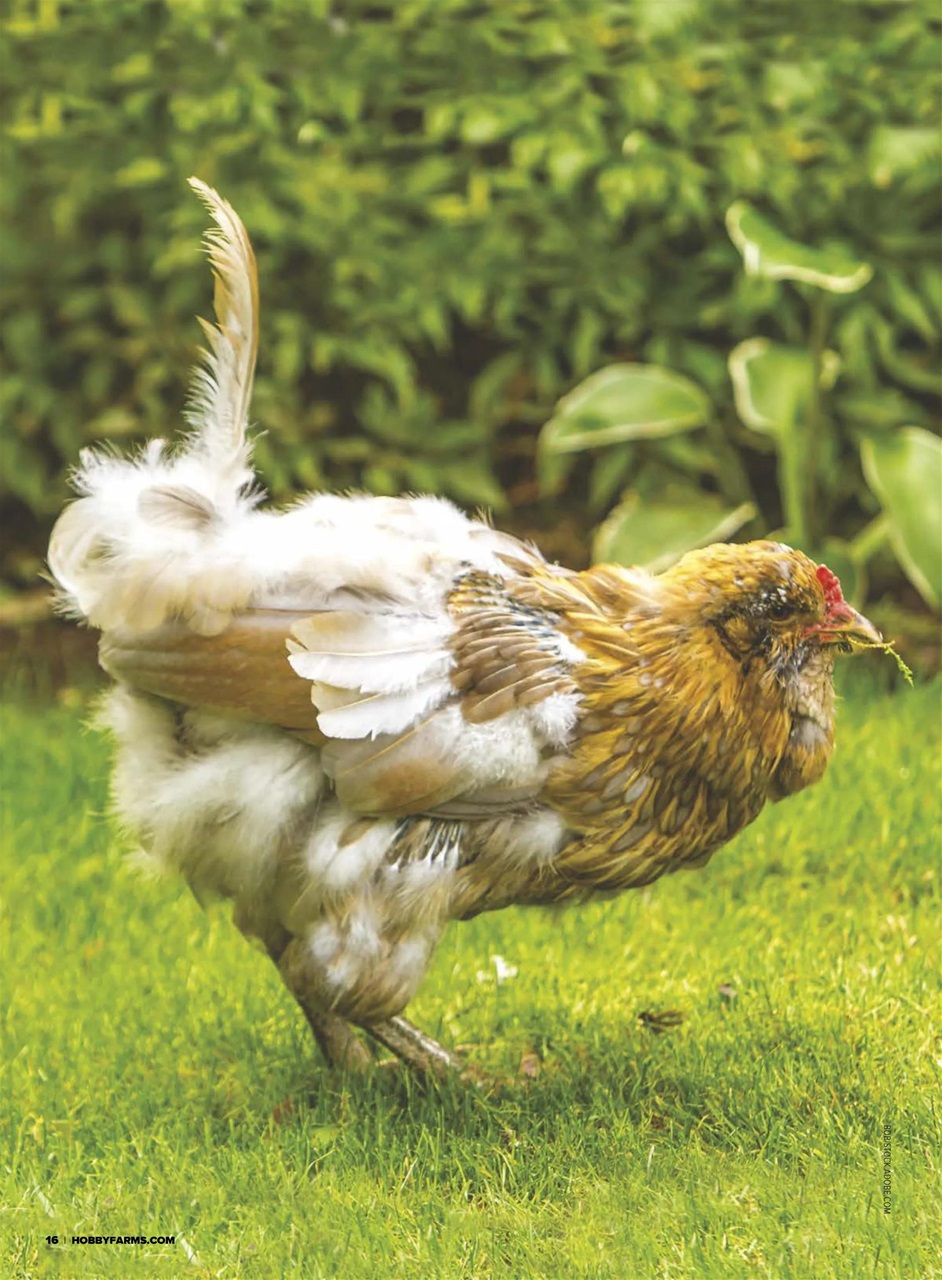 Hobby Farms Magazine Preview Pages