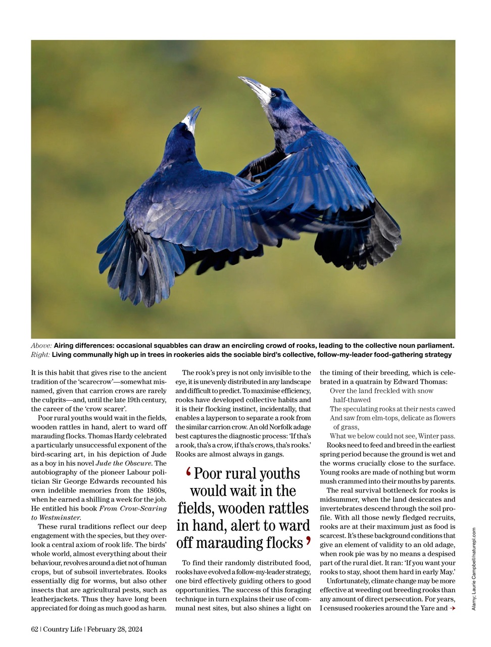 Country Life Preview Pages