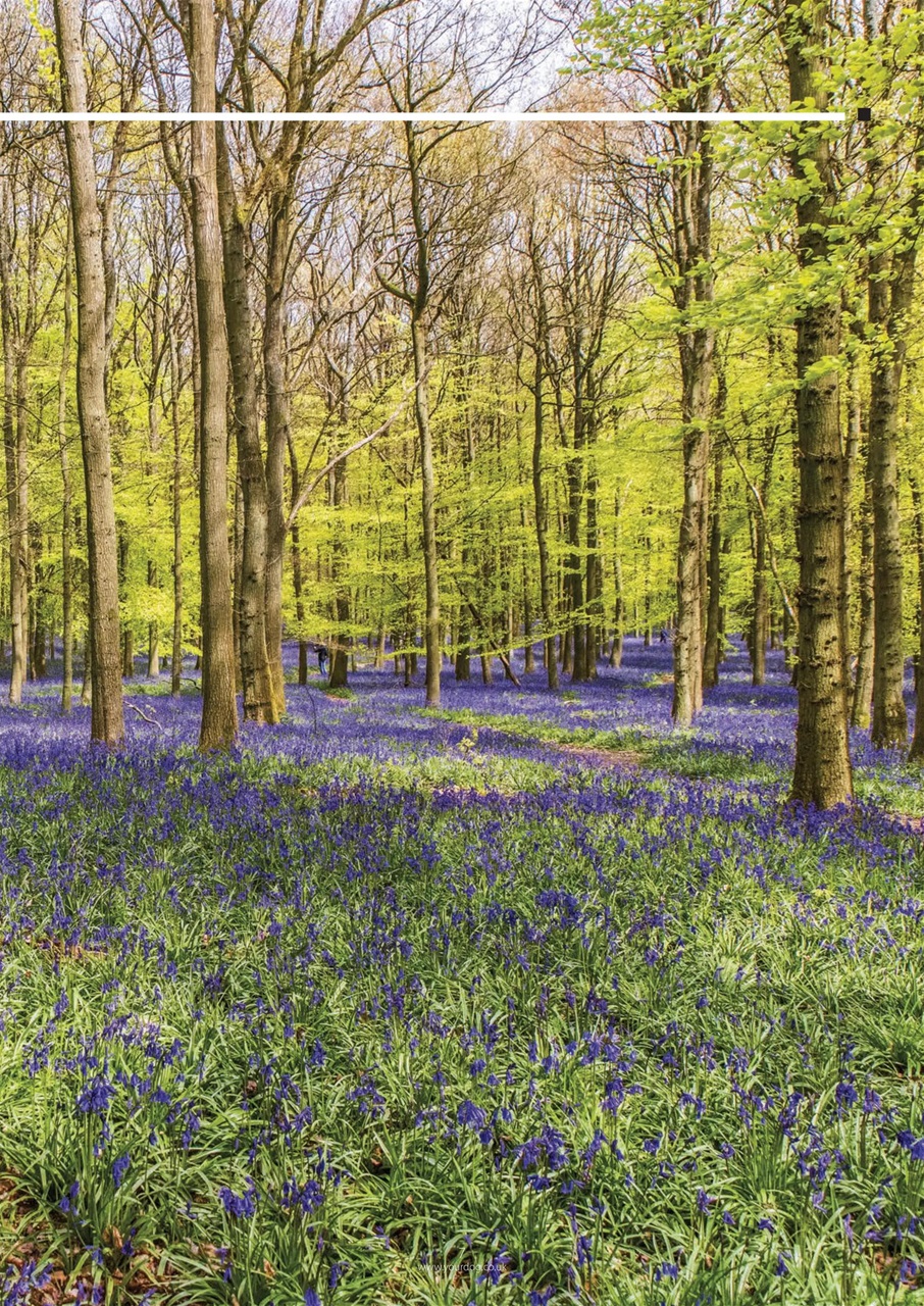 Your Dog Preview Pages