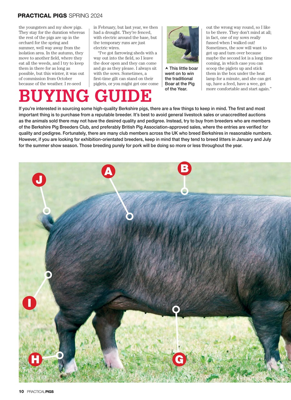 Practical Pigs Preview Pages