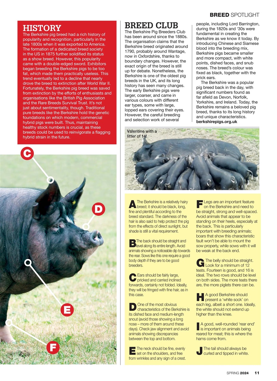 Practical Pigs Preview Pages