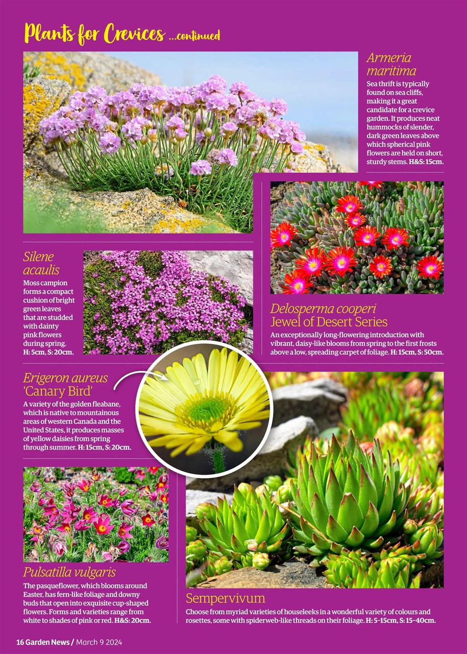 Garden News Preview Pages