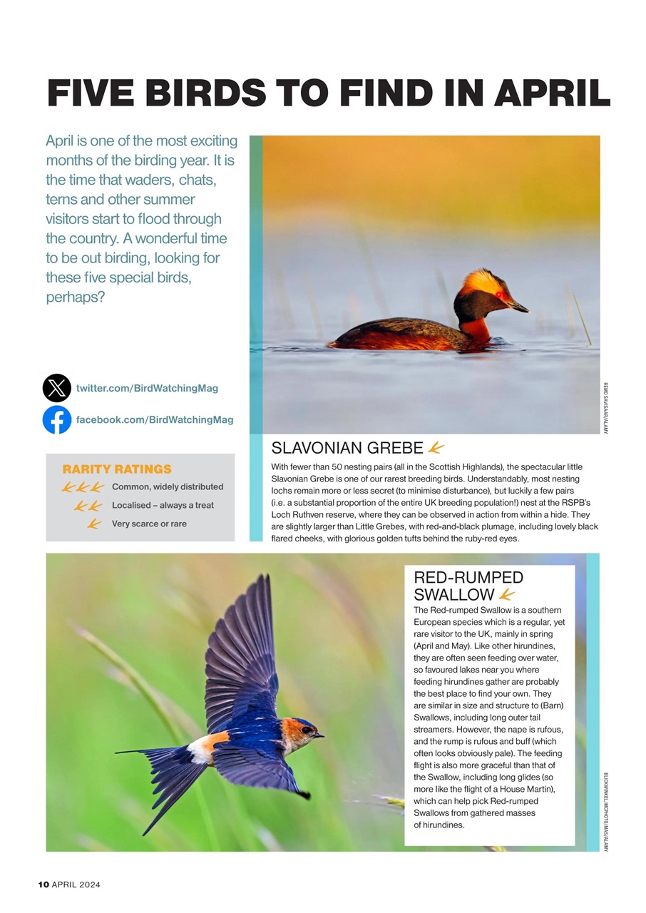 Bird Watching Preview Pages