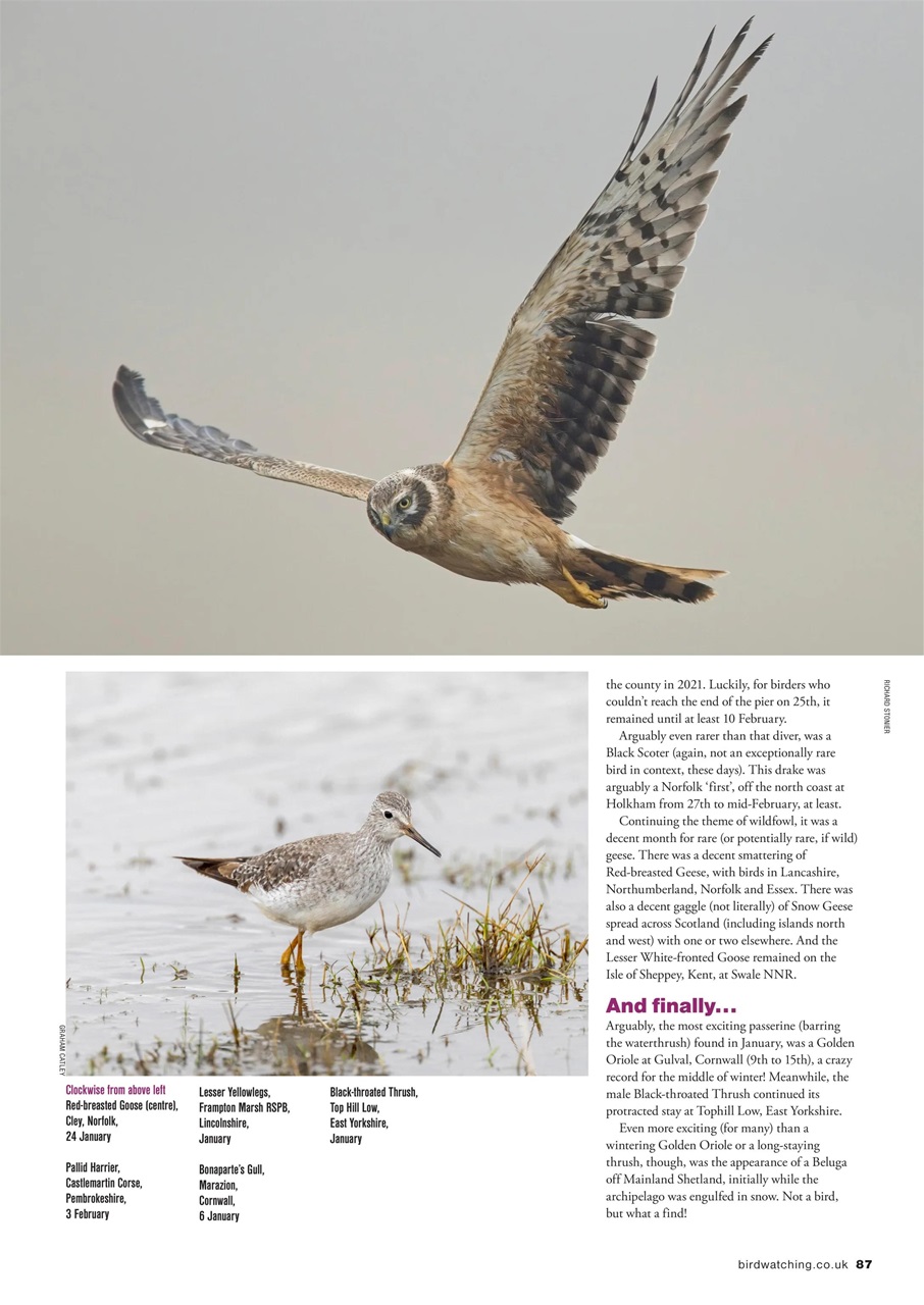 Bird Watching Preview Pages