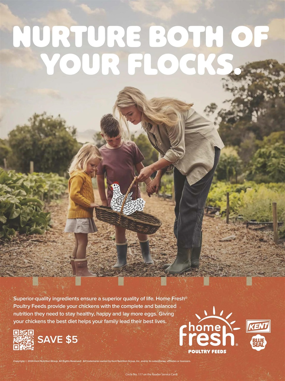 Chickens Magazine Preview Pages